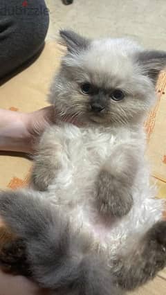 Himalayan Cat with Blue Eyes