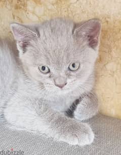 Pure Lilac British Shorthair Kitten