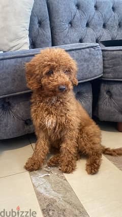 Labradoodle dog for sale