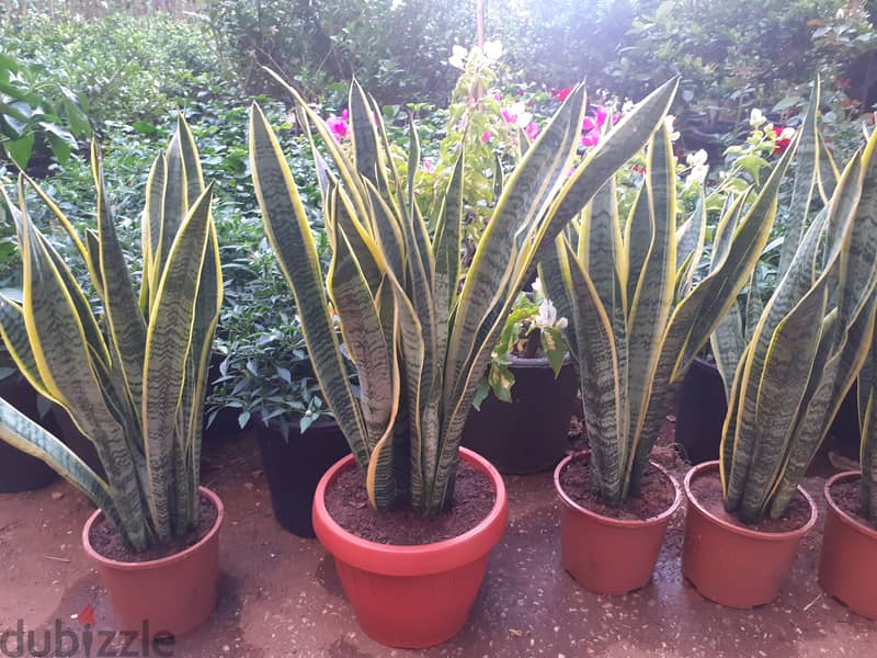 Sansevieria جلد النمر 3