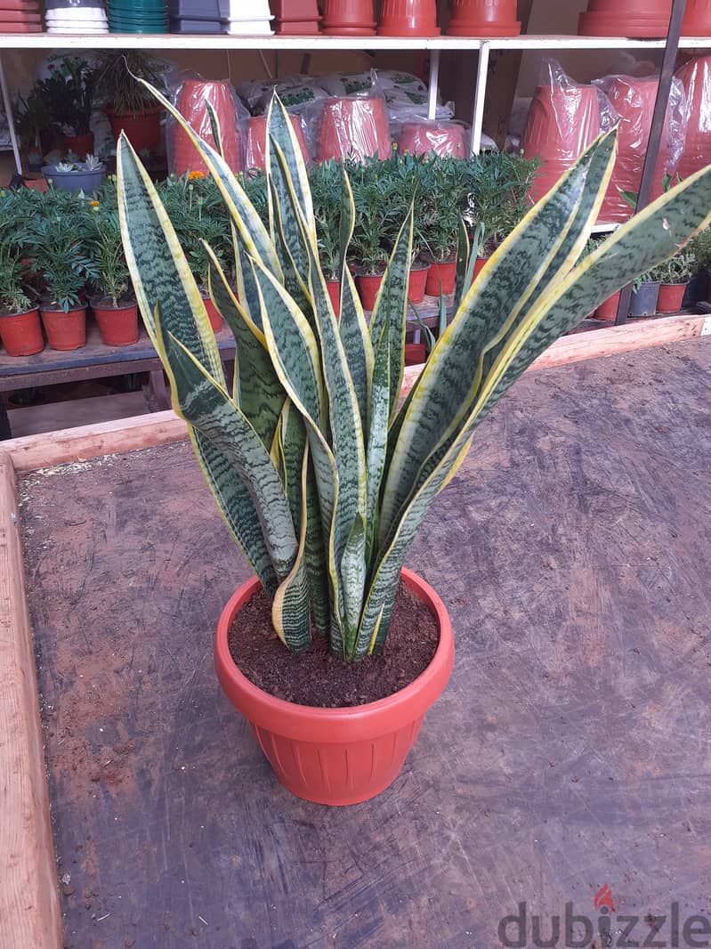 Sansevieria جلد النمر 4