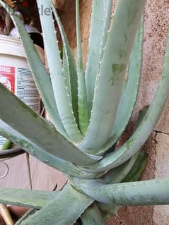 Big Aloe vera 74 cm (25$)