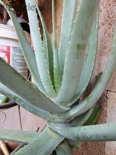 Big Aloe vera 74 cm (35$)