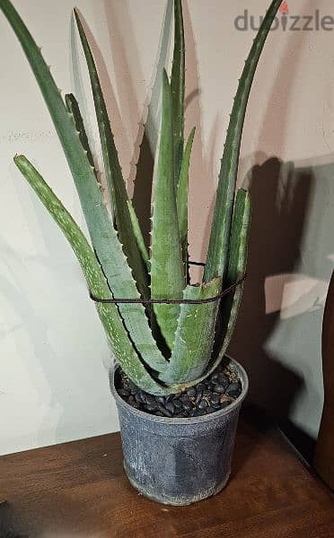 aloe vera 55 cm only 25$