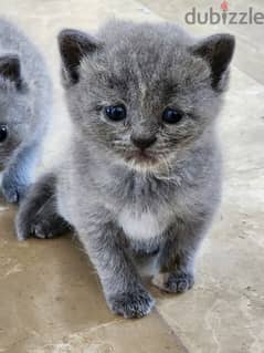 british-scotish kitten for sale