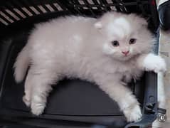 scottish-persian kitten for sale