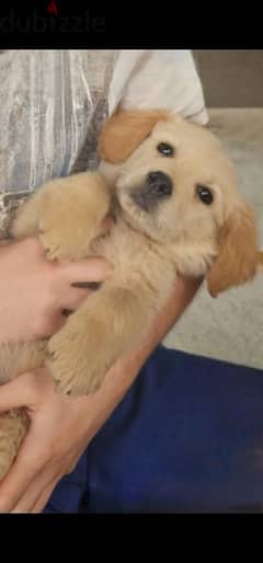 Cute Golden Retriever Puppy! Male & Female $150 each
