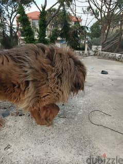 tibetan mastiff