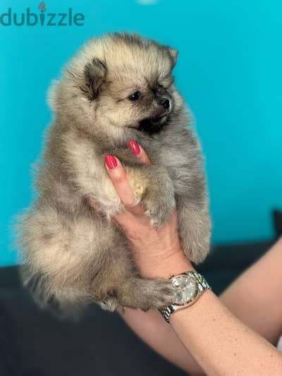 Teacup Pomeranian puppy imported pure breed /Delivery/Dog/كلب كالب جرو