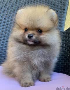 Pomeranian Female imported dog كلب