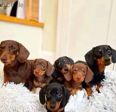 Pure breed Dachshund imported puppy / كلاب / dog / كلب