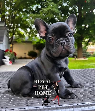 French Bulldog Black Imported frenchie