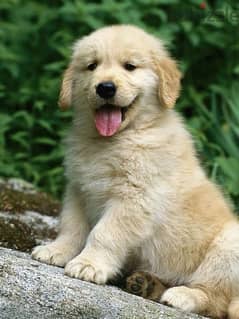 Golden Retriever Puppy Delivery Available