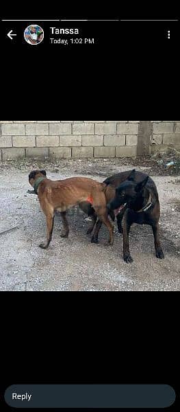 Malinois puppies 2