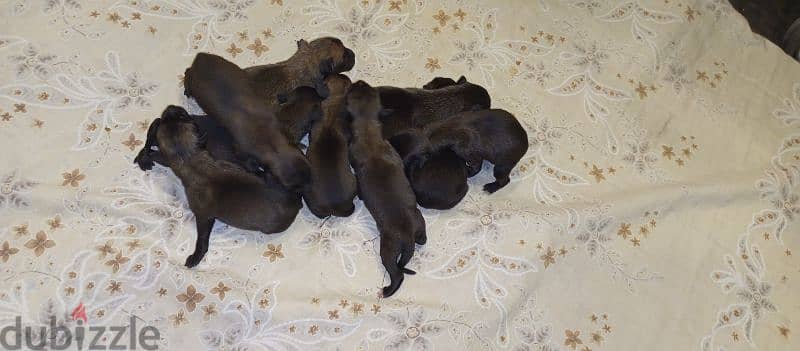 Malinois puppies 3