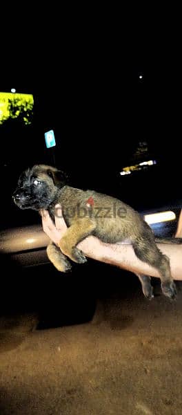 Malinois puppies 6