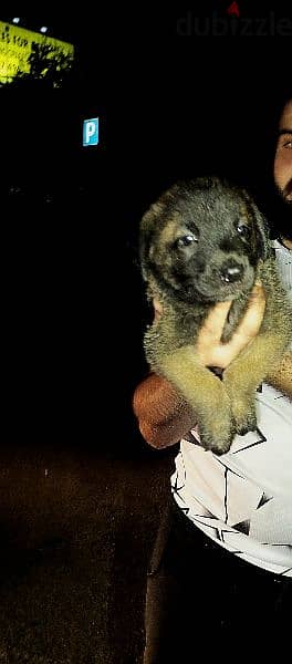 Malinois puppies 7