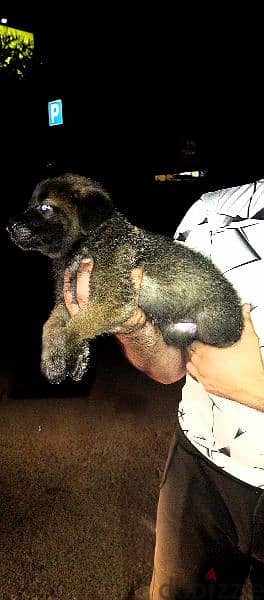 Malinois puppies 10