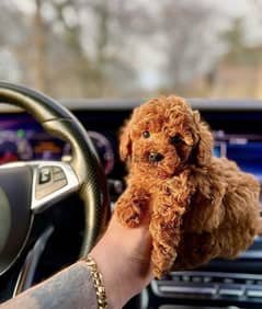 Red brown Toy Poodle puppy STAYS SMALL Delivery available Dog كلاب