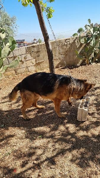 Mature Male German Shepherd جيرمان شيبرد