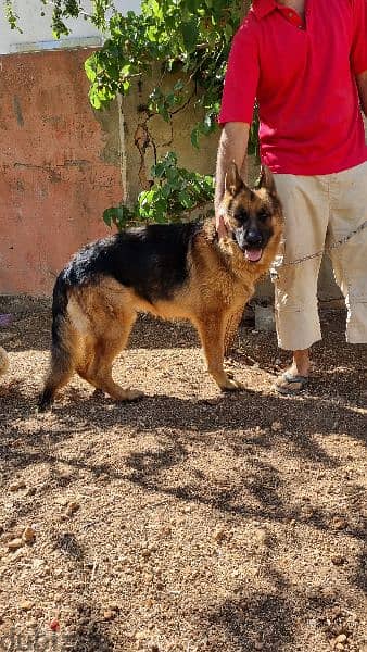 Mature Male German Shepherd جيرمان شيبرد 1