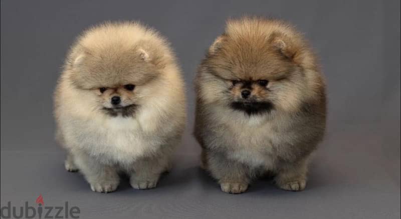 Imported Pomeranian pure breed puppy, DELIVERY, dog, كلاب 0