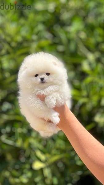 Teacup Puppy Pomeranian imported pure breed كلاب 0