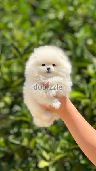 Teacup Puppy Pomeranian imported pure breed كلاب 1