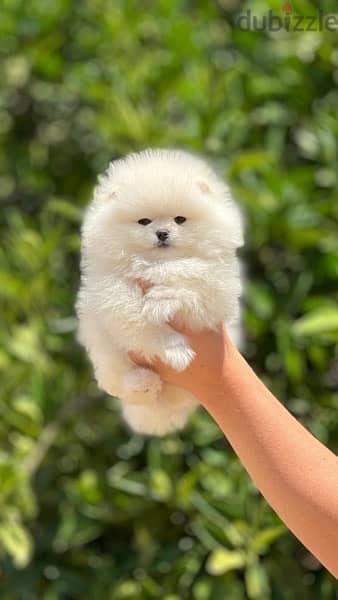 Teacup Puppy Pomeranian imported pure breed كلاب 2