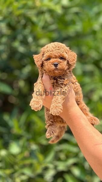 Imported Red brown Toy Poodle puppy STAYS SMALL Delivery Dog كلاب