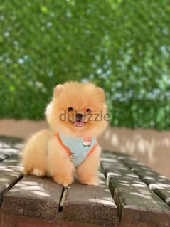 Pomeranian puppy cream color