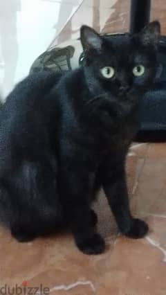 black cat for free