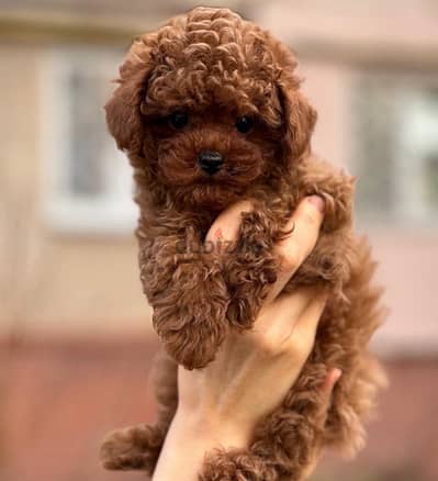 Red brown Toy Poodle puppy STAYS SMALL Delivery available Dog كلاب