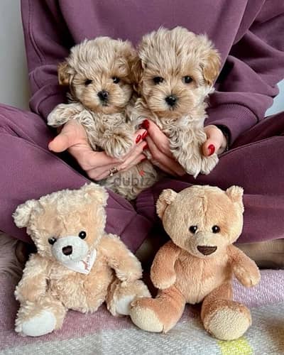 Cutest Maltipoo Teacup Puppy imported pure breed / Delivery Dog كلاب