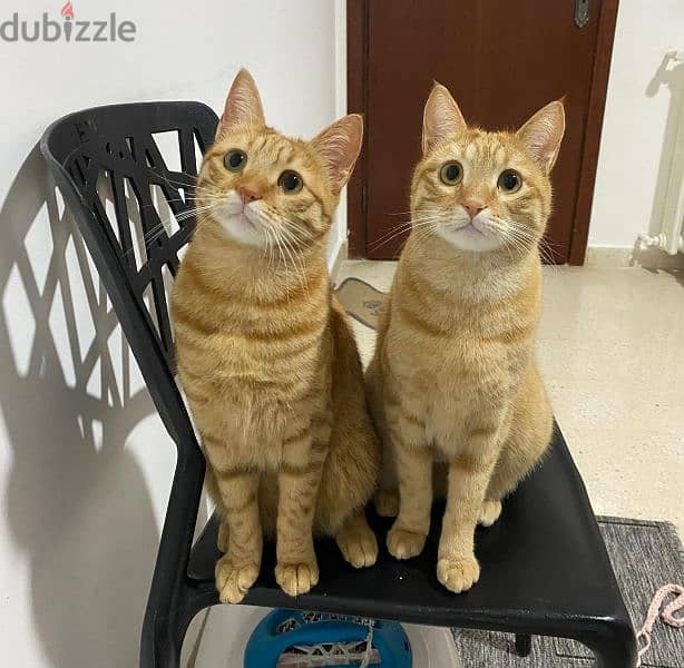 Cat bros for URGENT adoption 0