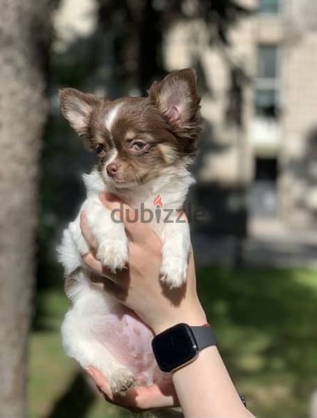 Chihuahua pure breed DELIVERY dog كلاب 0