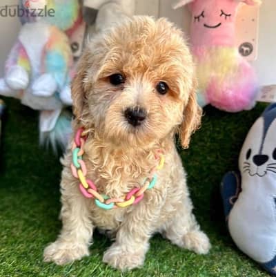 Maltipoo