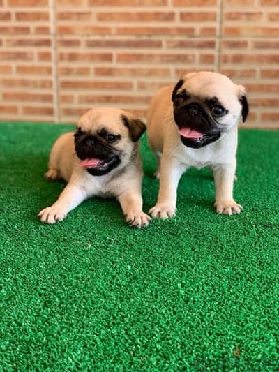 Pugs puppies imported pure breed delivery available dog كلاب