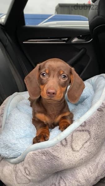 Dachshund female pure breed imported Delivery available Dog كلاب