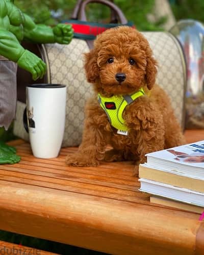 Red brown Toy Poodle puppy STAYS SMALL Delivery available Dog كلاب