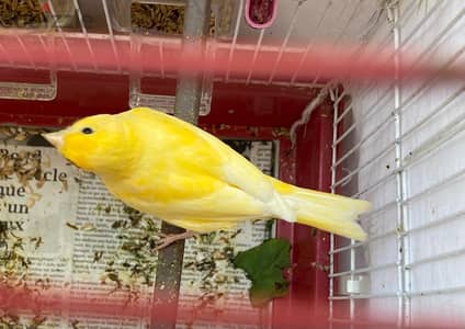 canary