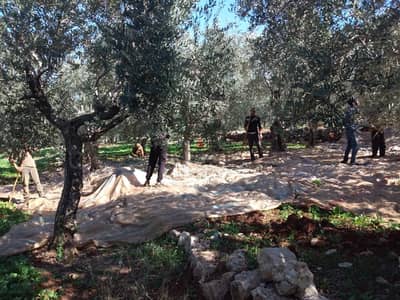 Prime Flat Land in Koura, North, with Olive Trees