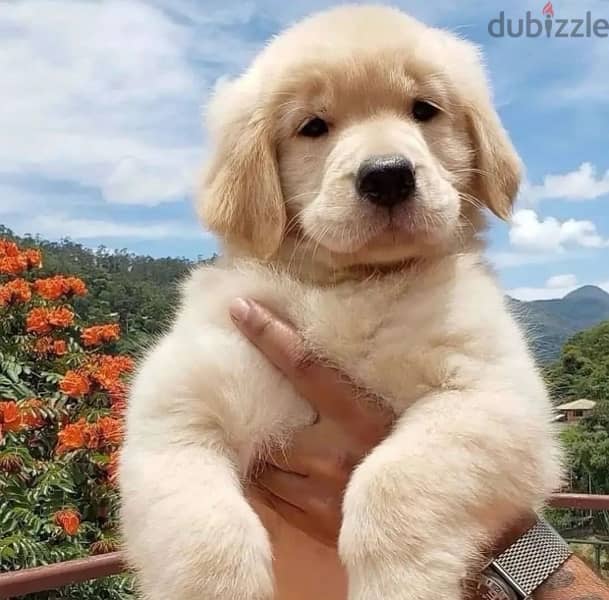 Golden retriever PURE BREED puppy available!! Dog/Delivery/كلب 0