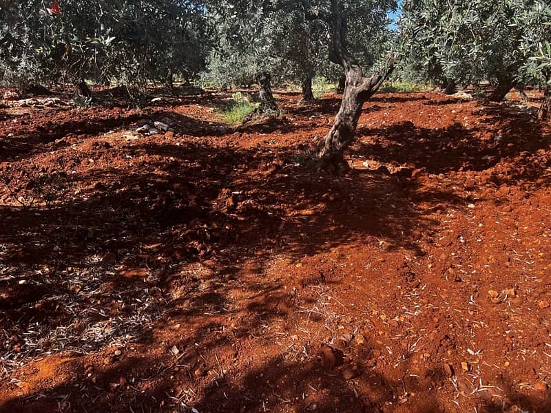 Kousba, Land for Sale 1