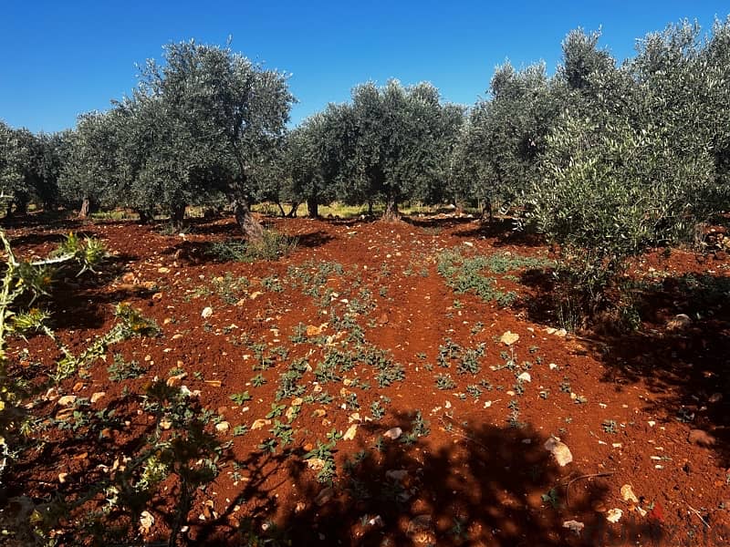 Kousba, Land for Sale 2