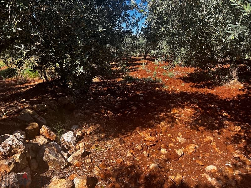 Kousba, Land for Sale 3