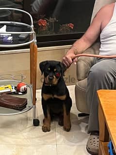 rottweiller