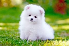 Pomeranian