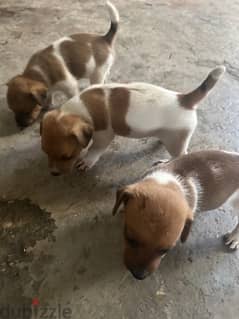 Male & Female jack russell puppy in sarba jounieh 0