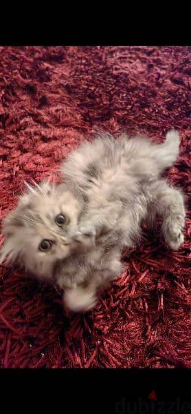 "Grey" a very special Scottish fold mix 1